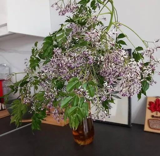 Gesyl דירה טולון